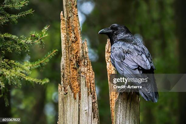 84 photos et images haute résolution de Raven Tree - Getty Images
