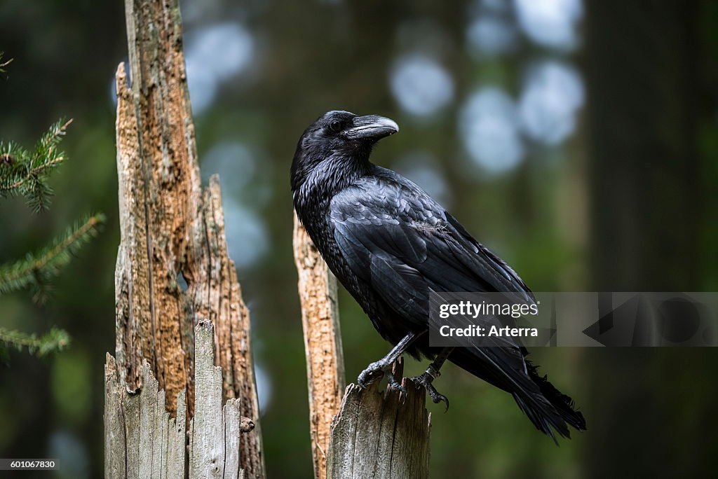 Common raven