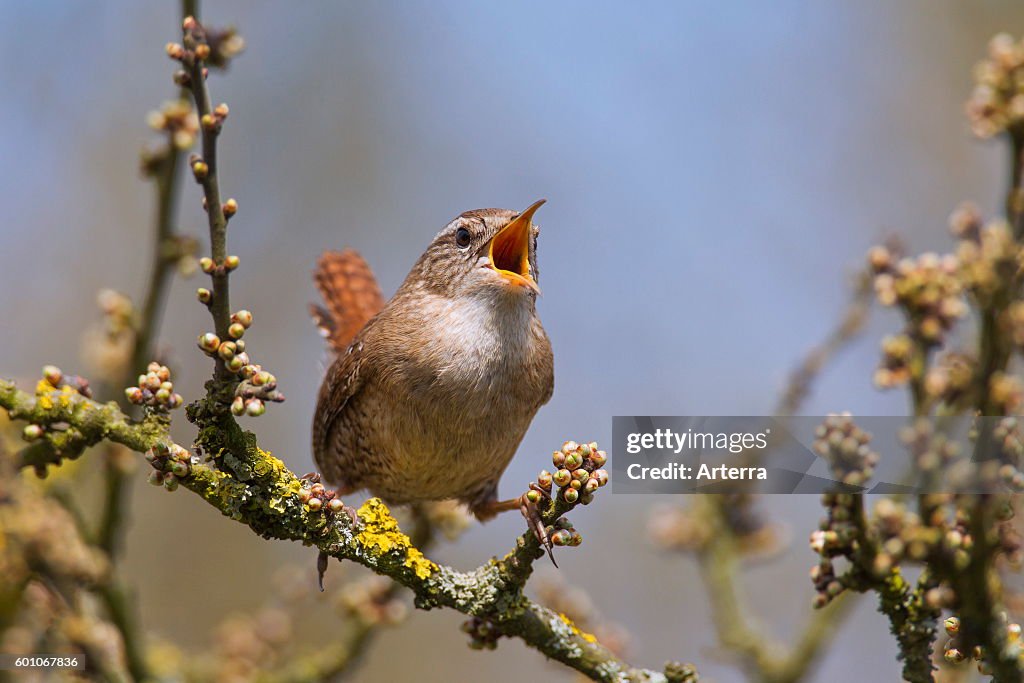 Eurasian wren (Troglodytes troglodytes) male calling from bush
