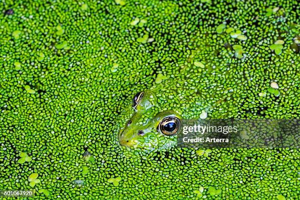 Edible frog / common water frog / green frog floating among duckweed in pond.