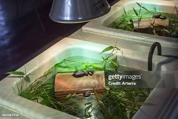 Baby European pond turtles / European pond terrapins kept under hot lamps in basins, breeding program at the Haute Touche Zoological Park, La Brenne,...