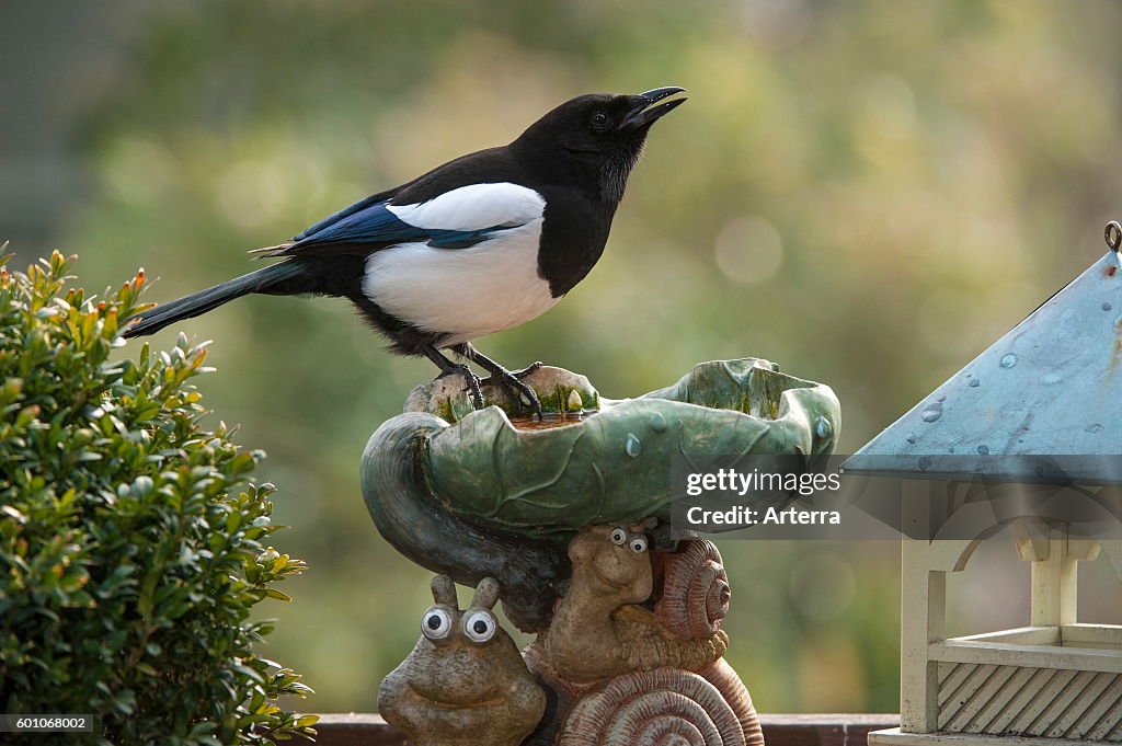 Eurasian Magpie
