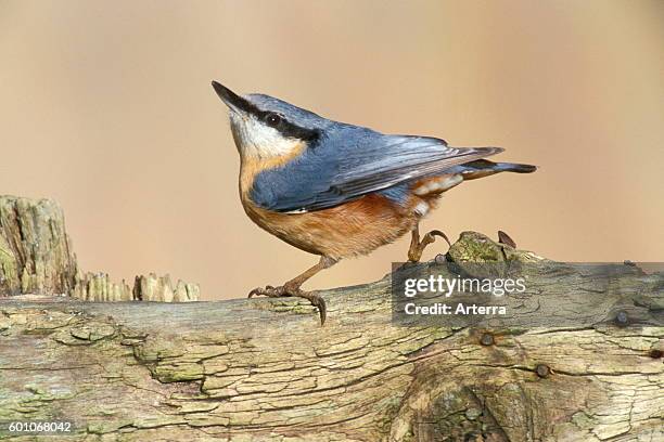 Eurasian nuthatch / wood nuthatch perched on wooden fence.