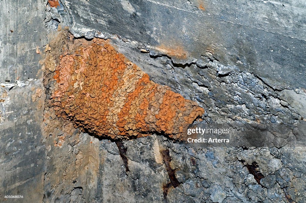 Red-rumped swallow (Cecropis daurica / Hirundo daurica) nest in building made of mud pellets