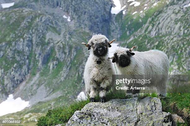 Valais Blacknose / Blacknosed Swiss sheep , Valais / Wallis, Swiss Alps, Switzerland.
