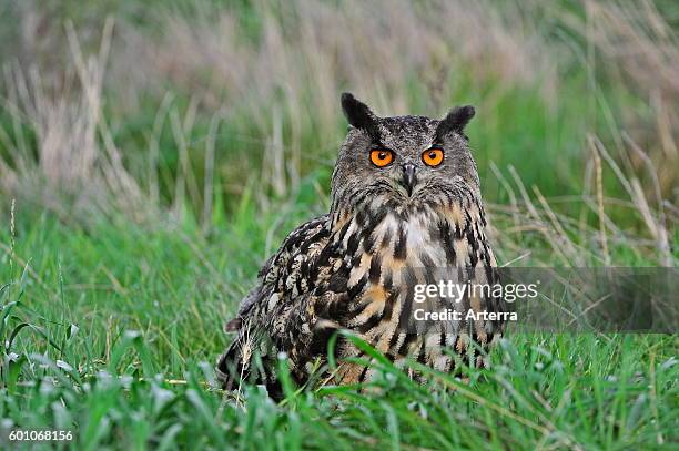 Eurasian eagle-owl / European eagle owl sitting in the grass in meadow.