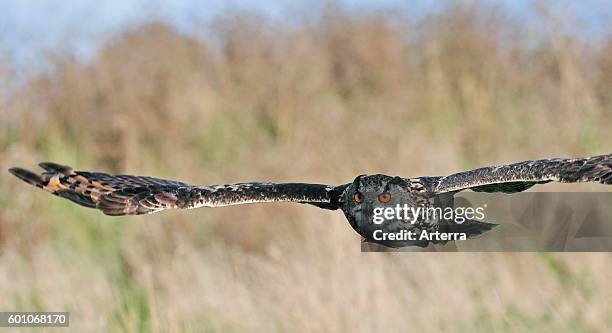Eurasian eagle-owl / European eagle owl flying over meadow.