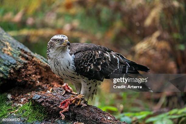 European honey buzzard eating dead bird chick.