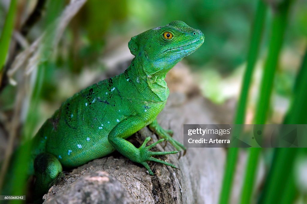 Emerald basilisk / plumed basilisk / green basilisk / double crested basilisk / Jesus Christ lizard (Basiliscus plumifrons) close up portrait