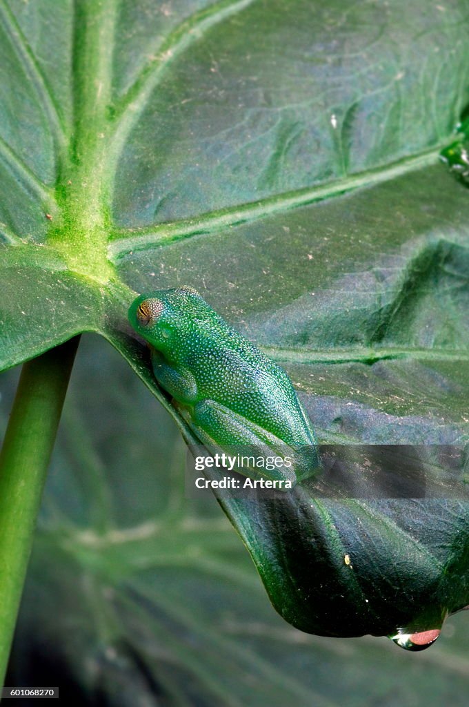 Grainy Cochran Frog / Granular Glass Frog (Cochranella granulosa / Centrolenella granulosa) on leaf