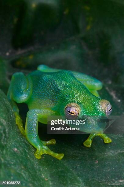 Grainy Cochran Frog / Granular Glass Frog on leaf, Central America.