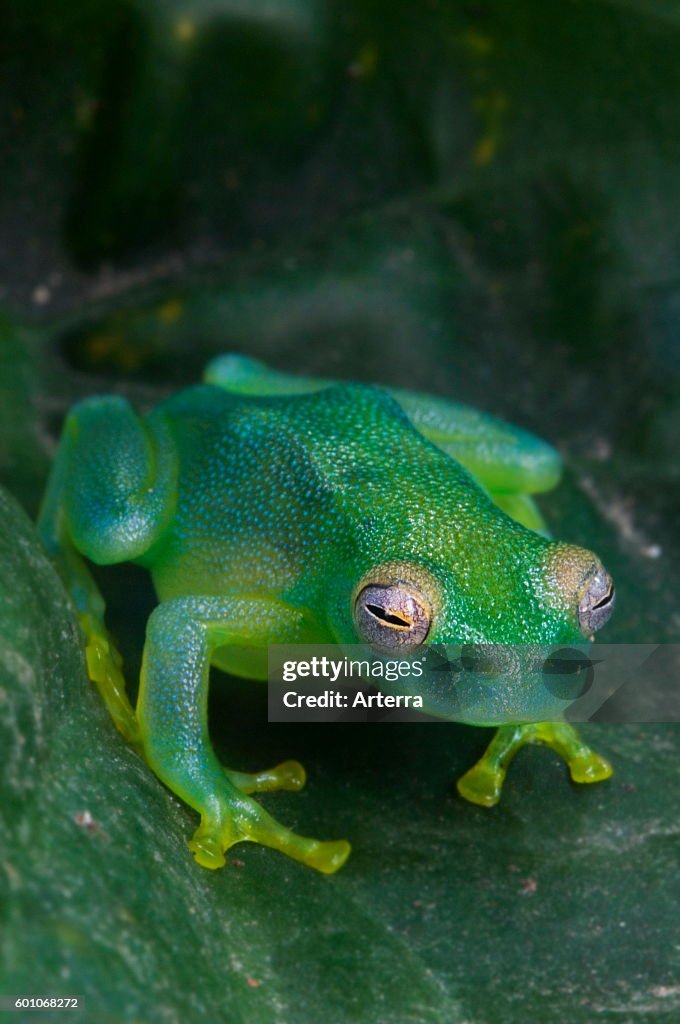 Grainy Cochran Frog / Granular Glass Frog (Cochranella granulosa / Centrolenella granulosa) on leaf