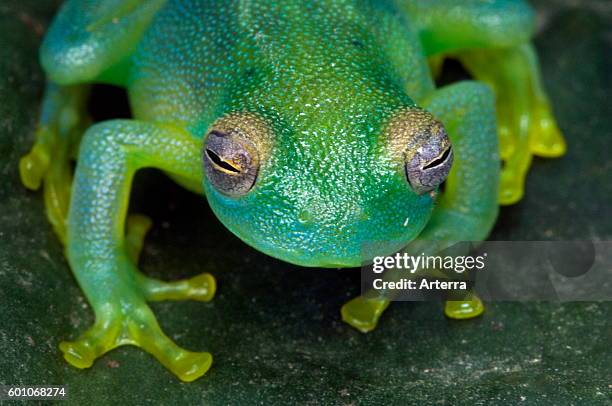 Grainy Cochran Frog / Granular Glass Frog on leaf, Central America.