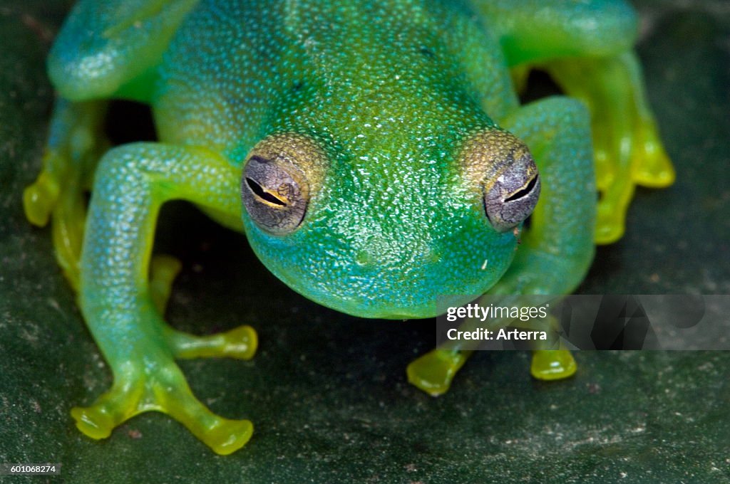 Grainy Cochran Frog / Granular Glass Frog (Cochranella granulosa / Centrolenella granulosa) on leaf
