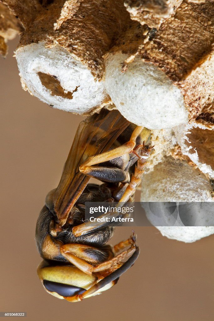 European hornet (Vespa crabro) emerging from brood cell in paper nest
