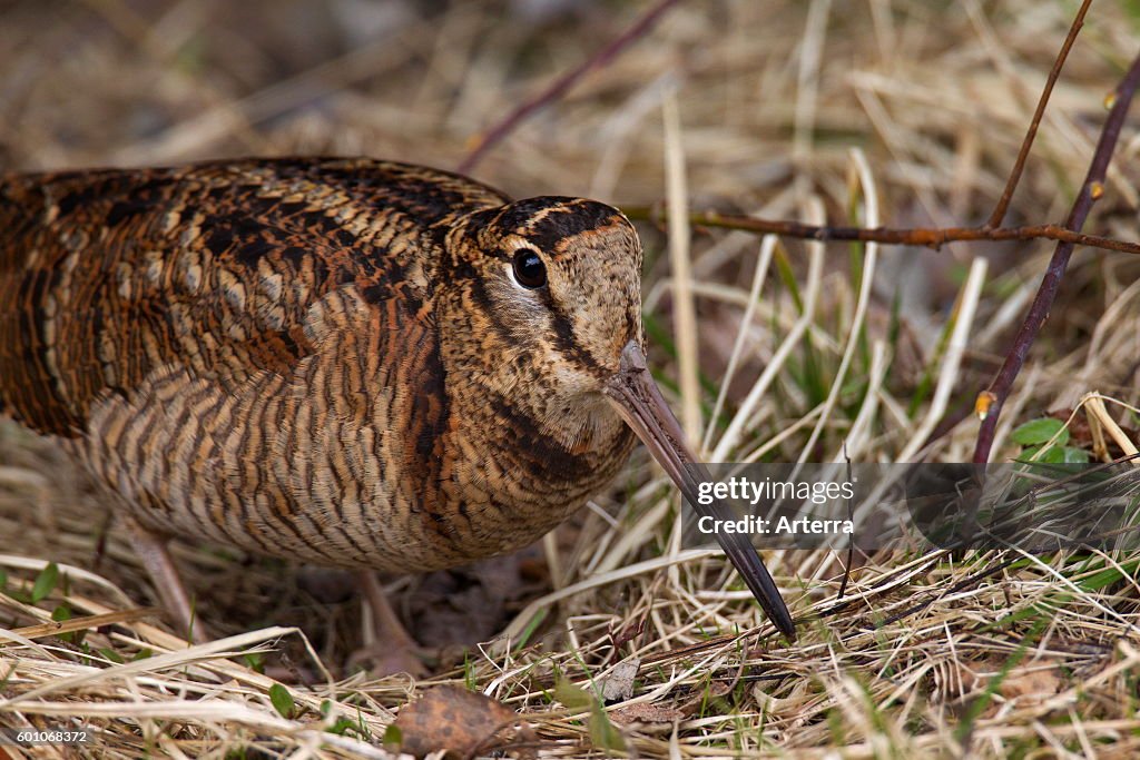 Eurasian woodcock (Scolopax rusticola)