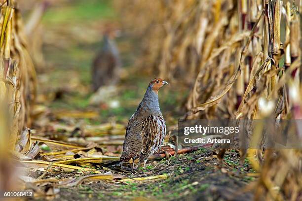 Grey partridge male foraging in maizefield in autumn.
