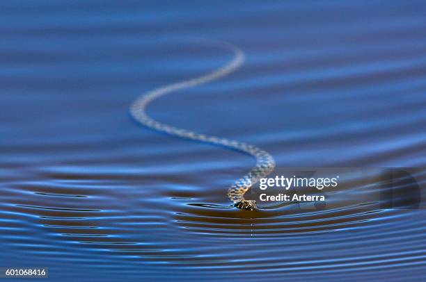 Viperine water snake swimming in pond.