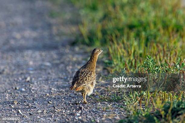 Grey partridge chick running along road in summer.