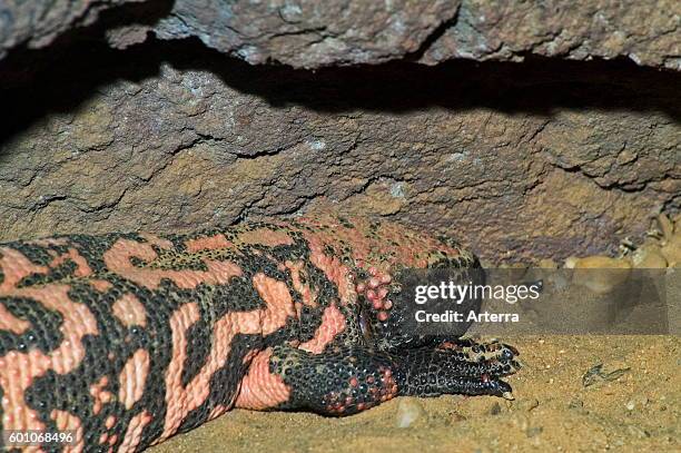 Gila monster in burrow, venomous lizard native to the southwestern United States.