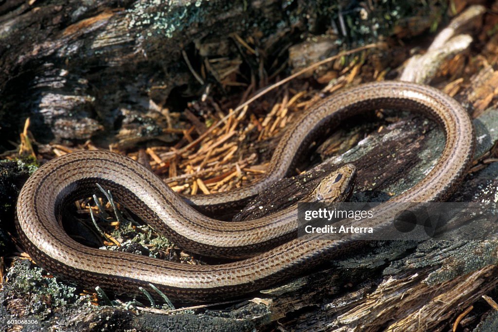 Slow worm