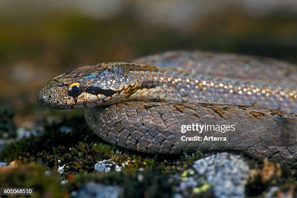 Smooth snake close up portrait, non-venomous colubrid species found in northern and central Europe.