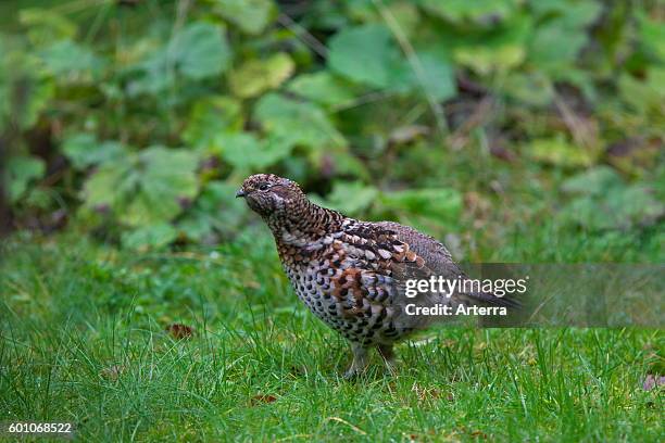 Hazel grouse / hazel hen female foraging.