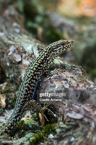 Common wall lizard / European wall lizard male on forest floor showing camouflage colours.