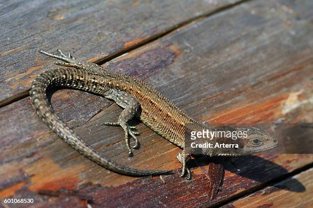 Viviparous lizard / common lizard basking on log in the sun.