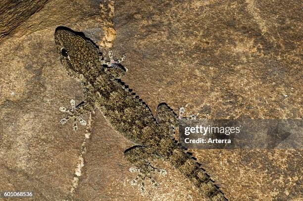 Moorish wall gecko / European common gecko / Salamanquesa climbing on wall, native to Western Mediterranean region of Europe and North Africa.