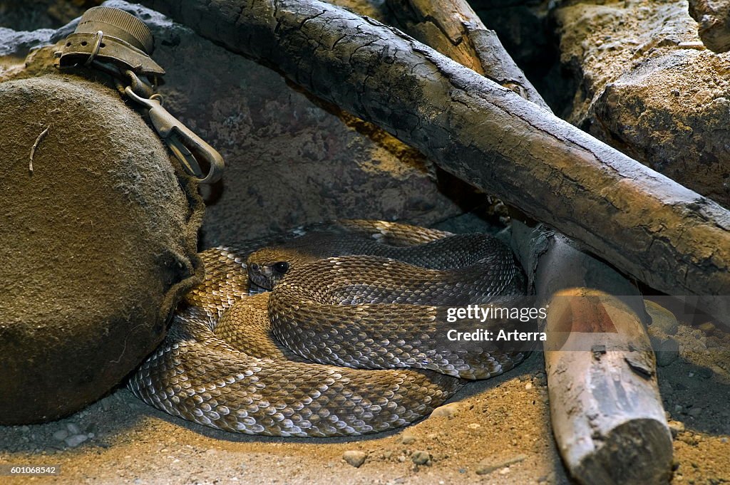 Red diamond rattlesnake / red diamond-backed rattlesnake / red rattler / western diamond rattlesnake (Crotalus ruber) resting curled up under woodpile of campfire
