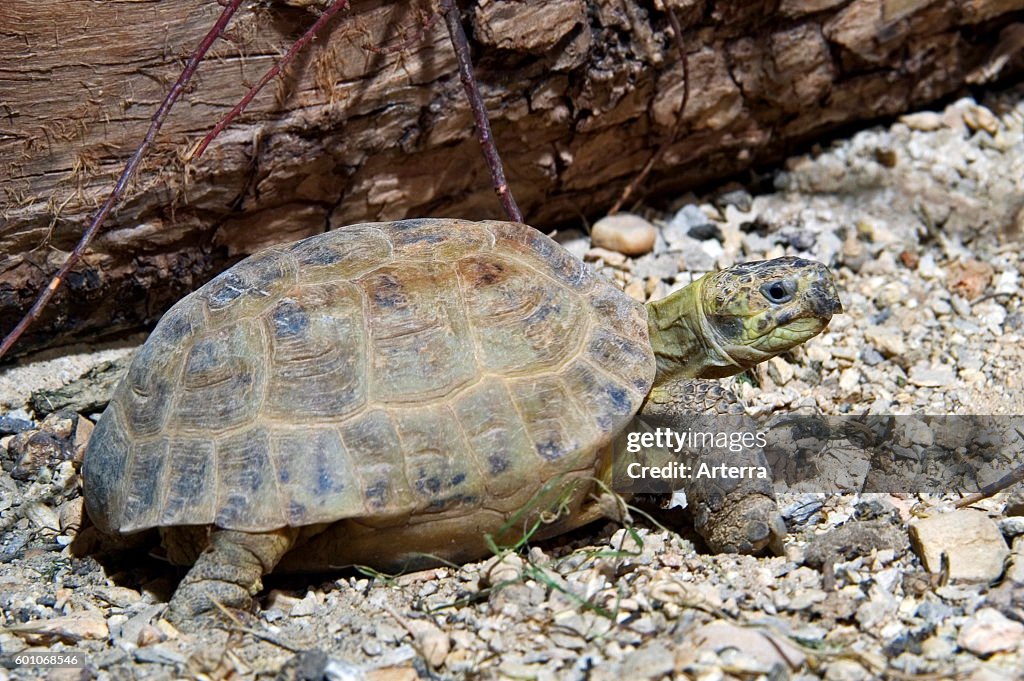Russian tortoise