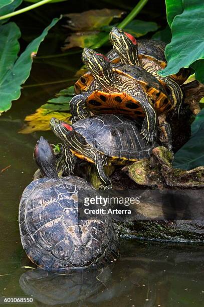 Red-eared sliders / red-eared terrapins group resting on log in lake, native to southern United States.