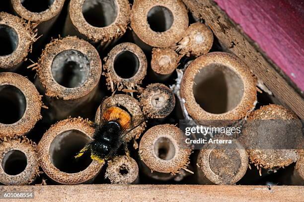 123 Nest Builder Stock Photos, High-Res Pictures, and Images - Getty Images