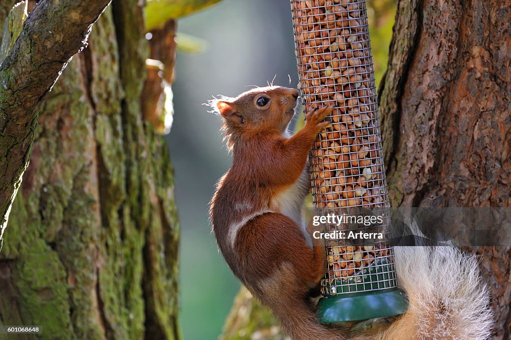 Eurasian red squirrel (Sciurus vulgaris) raiding bird feeder with peanuts