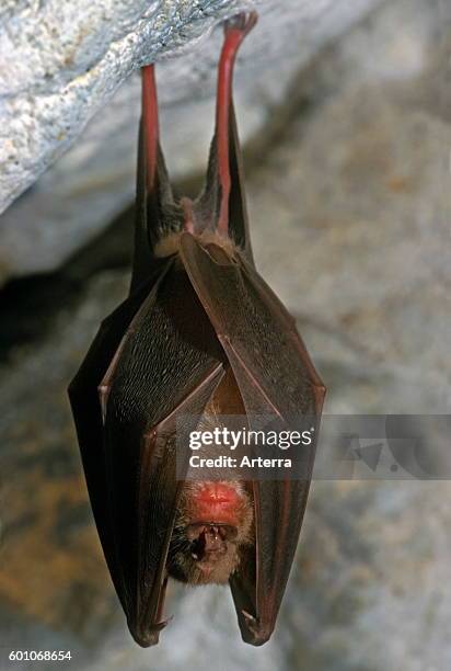 Greater horseshoe bat hibernating in cave in winter.