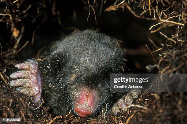 European mole / common mole foraging underground in tunnel.
