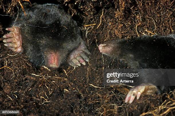 Two European moles / common mole meeting while foraging underground in tunnel.