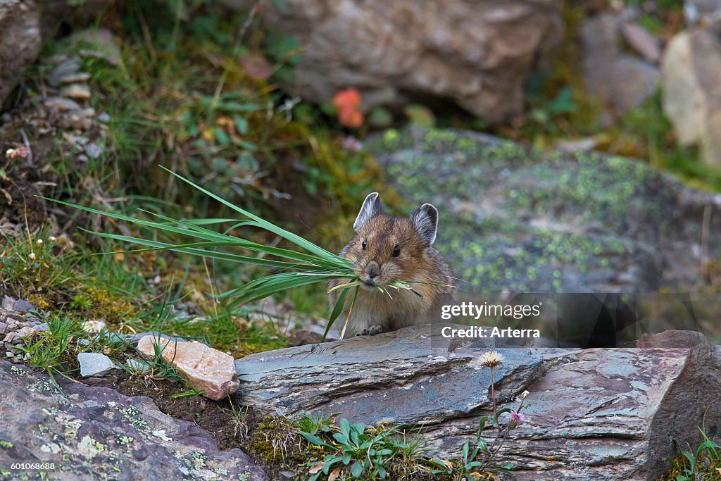American pika (Ochotona princeps) native to alpine regions of Canada and western US