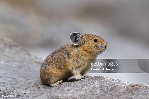 American pika native to alpine regions of Canada and western US, where its populations are falling victim to global climate change.
