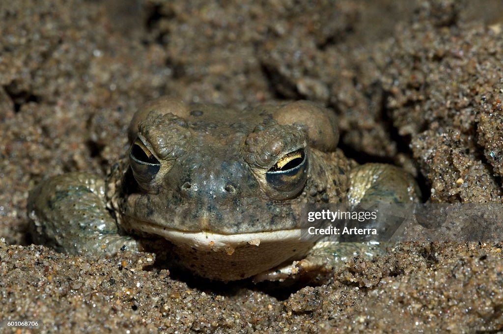 Arizona toad burrowing in mud and showing transparent inner eyelid ...
