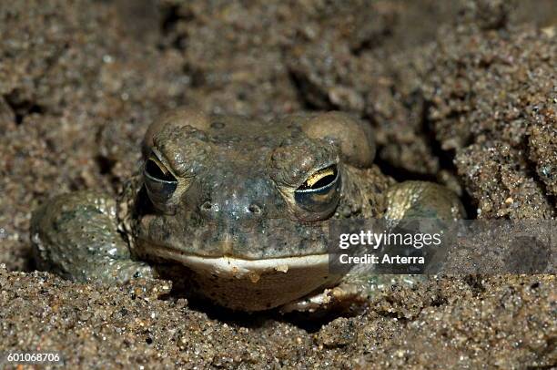 Arizona toad burrowing in mud and showing transparent inner eyelid / nictitating membrane to protect the eye, native to southwestern United States.