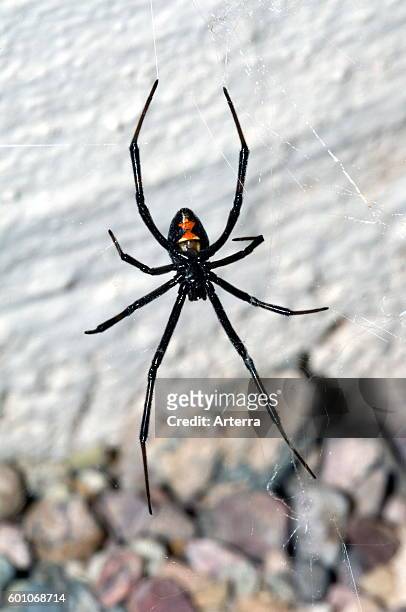 Western black widow spider / western widow ventral view of female, native to western North America.