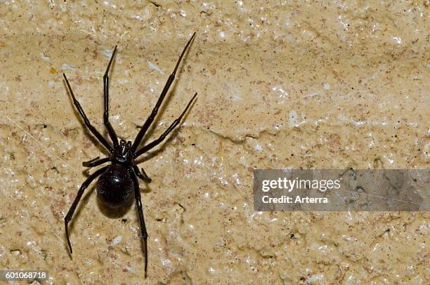 Western black widow spider / western widow female on wall, native to western North America.