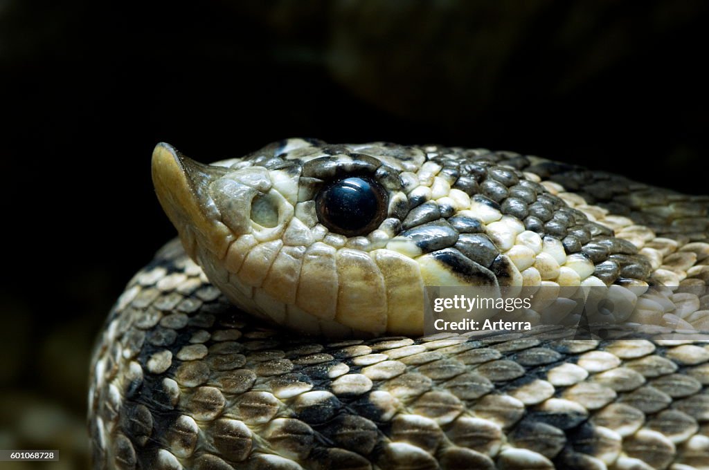 Western hognose snake / prairie hog-nosed snake / Texas rooter (Heterodon nasicus) close up of head