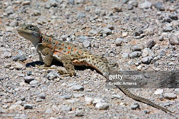 Long-nosed leopard lizard shedding skin in the Sonoran desert, native to Western United States and northern Mexico.