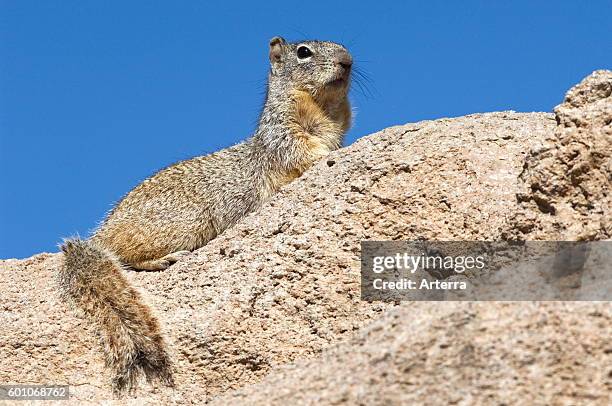 Alarmed rock squirrel on the lookout, native to Mexico and the south-western United States.