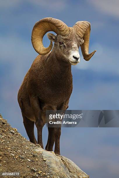 8,475 Ram Animal Photos and Premium High Res Pictures - Getty Images