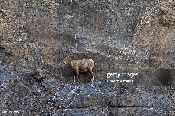 Bighorn sheep female on ledge in rock face, Jasper National Park, Alberta, Canada.