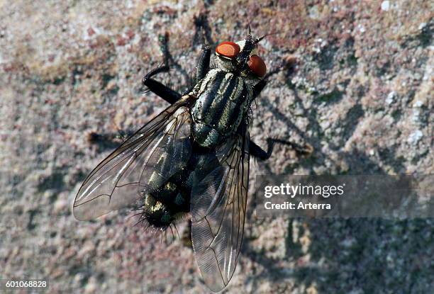 Common flesh fly , close up portrait.